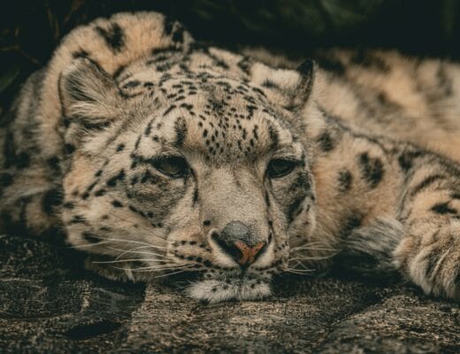 a close up of a snow leopard laying on a rock